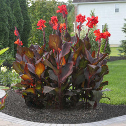 Canna Tropicanna Black growing in a suburban yard, displaying maroon-black tropical foliage and brilliant red-orange flowers.