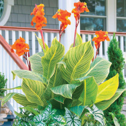 A large container near a front porch, filled with the orange flowers and striped, green and yellow variegated foliage of Canna Tropicanna Gold.