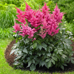 Astilbe Chinensis Drum and Bass