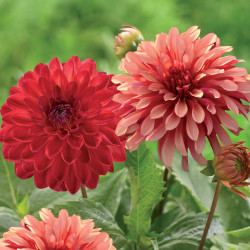 Two varieties of border dahlias, featuring one flower of deep red Gallery Singer and one of pink Gallery Art Deco.