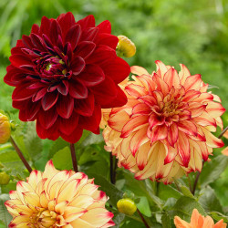 A pair of dinnerplate dahlias featuring deep red Mingus Alex with red and yellow Lady Darlene.