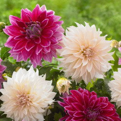 Two varieties of dinnerplate dahlias, showing the buff pink flowers of Cafe Au Lait combined with the two-tone, raspberry-pink flowers of Mero Star.