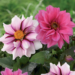 Two anemone flowered dahlia blossoms, showing the varieties Edge of Joy with white and burgundy petals and Fascination, with hot pink petals.