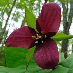 Trillium Erectum Red