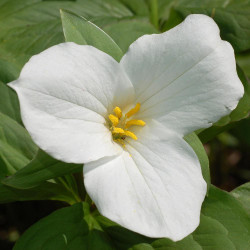 Trillium Grandiflorum White