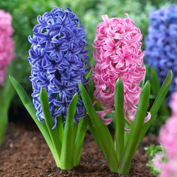 Close up view of the fragrant flowers of hyacinths Pink Pearl and Blue Jacket in a spring garden.