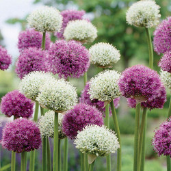 A mass planting of allium Purple Sensation and the snow- white flowers of allium Mount Everest.