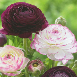 Two ranunculus flowers, featuring the deep burgundy variety Tomer Purple and the flower of Tomer Picotee, which is white with pink edges.