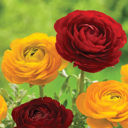 Ranunculus Tomer Red & Yellow (Spring)