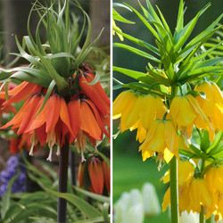 Side by side images featuring the flowers of golden yellow Fritillaria lutea maxima and bright orange Fritillaria rubra maxima.