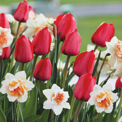 A spring flower garden featuring bright red tulip Red Impression and double daffodil Delnashaugh.