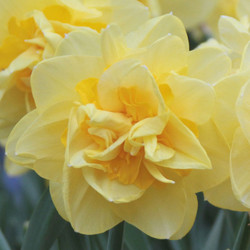 Close up of daffodil Sherborne, showing the mix of pale yellow and deep yellow petals on this large, rose-like double narcissus