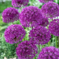 The violet-purple, globe-like flowers of Allium Purple Sensation.