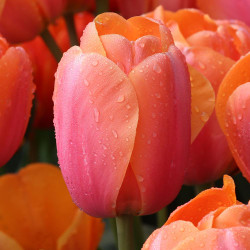 Large single flower of spring-blooming Darwin hybrid tulip Apricot Impression showing pink and apricot color.