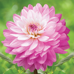 Decorative dahlia Miracle Princess, showing how the flower's petals shade from light to dark pink.