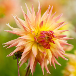 A single flower of dinnerplate dahlia Penhill Autumn Shades, showing this variety's peach, gold and lemon yellow quilled petals.