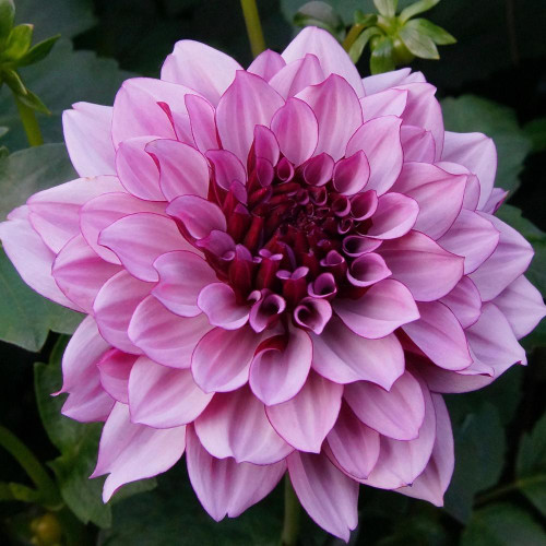 Decorative dahlia Creme de Cassis, showing a single blossom with pink petals that have darker, cranberry pink accents and a burgundy center.