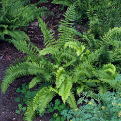 Fern Polystichum acrostichoides Christmas