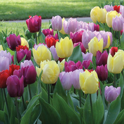 Colorful tulips in a spring garden featuring the Single Early Prince Mix with flower colors of red, purple and yellow.