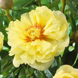 Peony Itoh Bartzella (Spring)