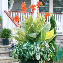 An outdoor container filled with canna Tropicanna Gold and caladium White Christmas.