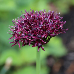 The burgundy and maroon flower of allium purpureum blooming in an early summer garden.