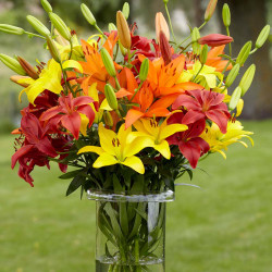 A large arrangement of Asiatic lilies in a clear glass vase, showing flowers in a Sunset Mix of warms colors including yellow, orange and red.