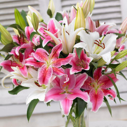 Lily Oriental Mix - Bulk Offer (Spring)