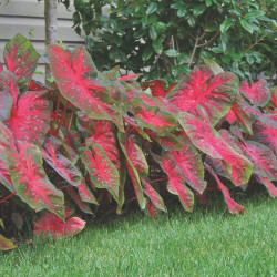 The bright red foliage of fancy leaf caladium Red Flash.