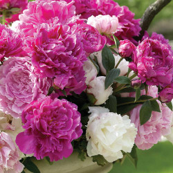 Peony Lactiflora Double Mix - Bulk Offer (Spring)