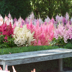 Astilbe Arendsii Mix - Bulk Offer