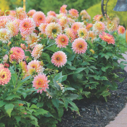 The peach and soft pink flowers of decorative border dahlia Gallery Pablo in a garden setting, showing this variety's compact growth habit and impressive flower production.