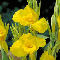 The bright yellow flowers of canna Banana Punch.