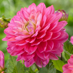 Close up of one blossom of border dahlia Melody Pink Allegro, highlighting this decorative dahlia's rich, rose-pink flower color.