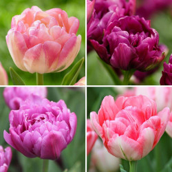 Four varieties of double tulips with early and late season bloom times in colors of pink and purple.