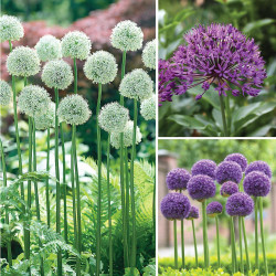 A collection of alliums for late spring and early summer, featuring allium Mt Everest, Purple Sensation and Gladiator.