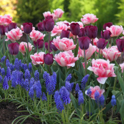 An assortment of spring bulbs blooming together in a flower garden, including pink double tulips, burgundy single tulips and blue muscari armeniacum.