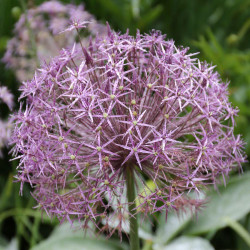 Close up of one violet-purple allium christophii flower, showing the blossom's star-like florets .