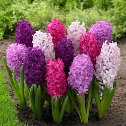 Mixed hyacinths blooming in a spring garden, featuring flowers in various hues of pink and purple.