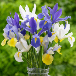 A bouquet of white, yellow and purple Dutch iris flowers, also known as Iris hollandica.