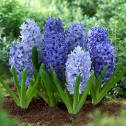 A generous planting of Hyacinth orientalis Shades of Blue in a spring garden, blooming in various shades of blue, from cerulean to indigo.