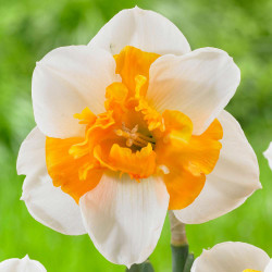 Close up of a single blossom of split-corona daffodil Love Call, showing the flower's broad white petals and frilly, bright orange cup.