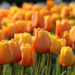 Large group of Blushing Apeldoorn Darwin hybrid tulip flowers in morning sun showing yellow and orange colors.