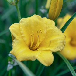 Daylily Fragrant Returns