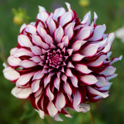 One large, 10" diameter blossom of dinnerplate dahlia Tartan, showing this variety's unique two-tone color pattern of white and burgundy.