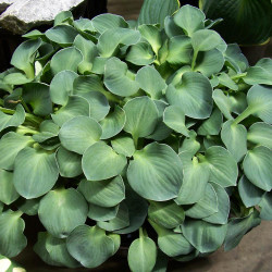 Hosta Small Leaf Blue Mouse Ears