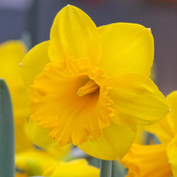 Close up of a single blossom of the bright yellow early blooming trumpet daffodil Dutch Master.