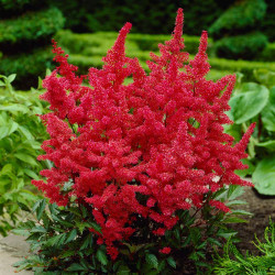 Astilbe Arendsii Fanal