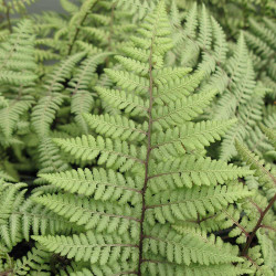 Fern Anthyrium x Ghost Fern