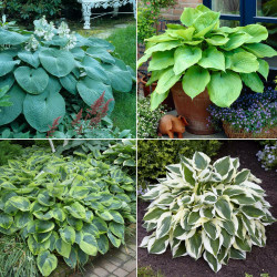 Hosta Assorted Collection